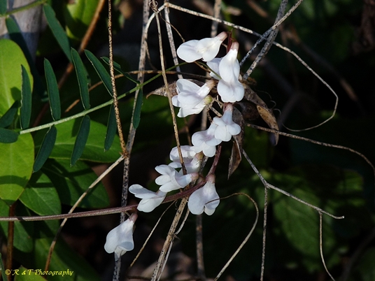 {Vicia caroliniana}